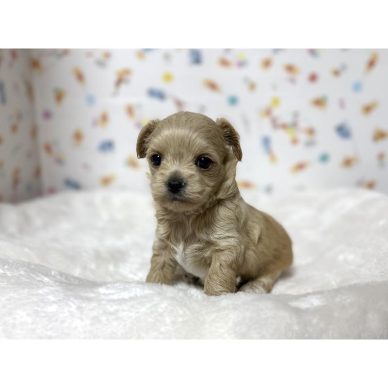 成約済の東京都のチワプー:チワワ×トイプードル-437364の17枚目