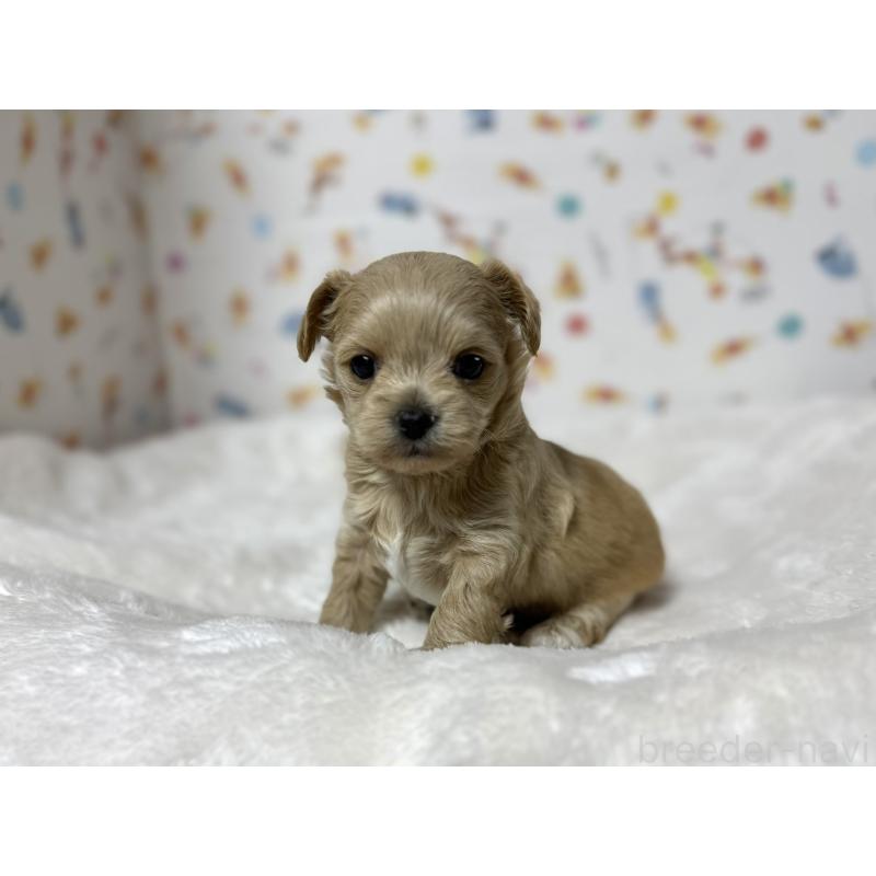 販売中の東京都のチワプー:チワワ×トイプードル-437364