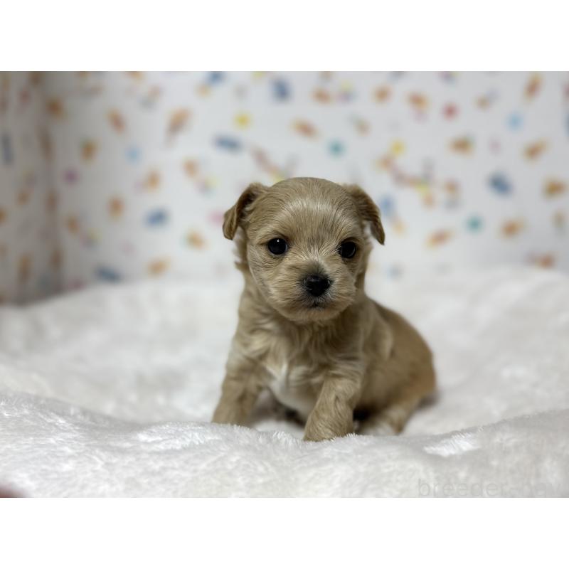 成約済の東京都のチワプー:チワワ×トイプードル-437364の16枚目