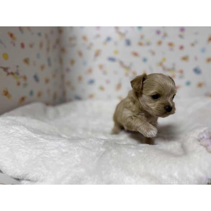 成約済の東京都のチワプー:チワワ×トイプードル-437364の14枚目