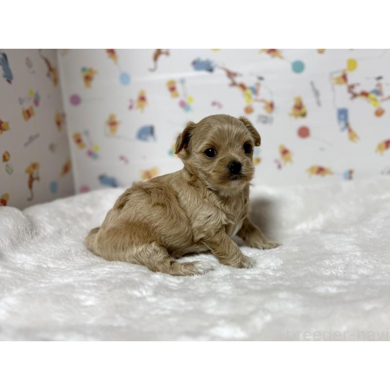 成約済の東京都のチワプー:チワワ×トイプードル-437368の19枚目