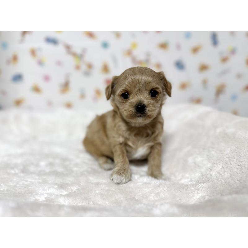 成約済の東京都のチワプー:チワワ×トイプードル-437368の18枚目