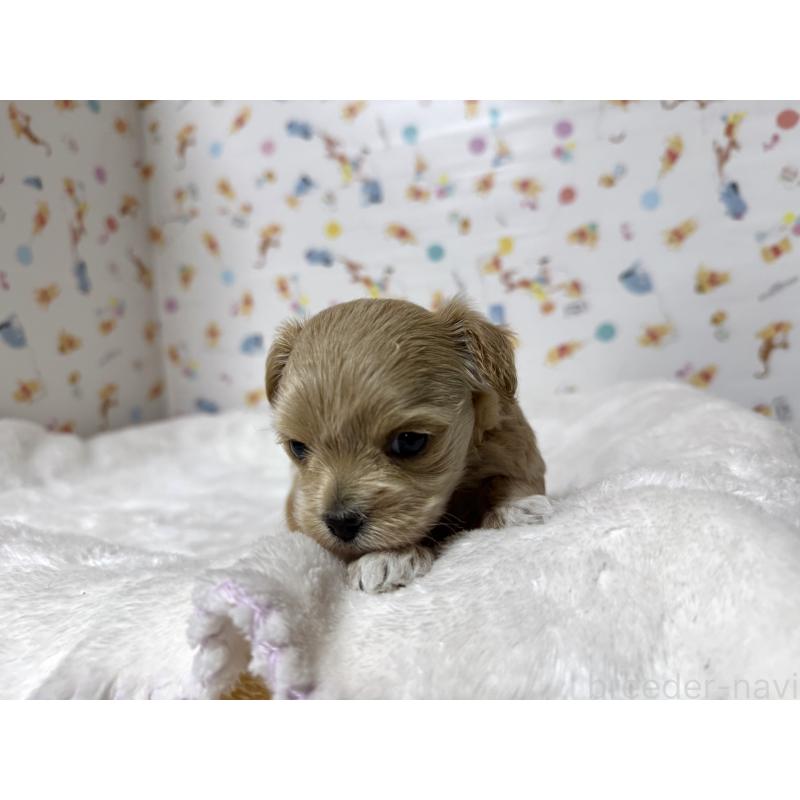 販売中の東京都のチワプー:チワワ×トイプードル-437368