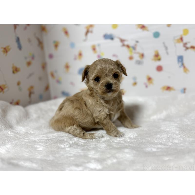 成約済の東京都のチワプー:チワワ×トイプードル-437368の17枚目