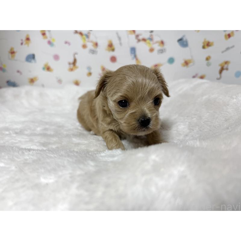 成約済の東京都のチワプー:チワワ×トイプードル-437368の15枚目