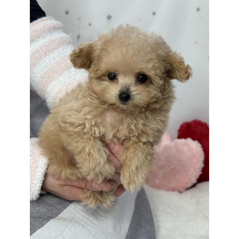 成約済の大阪府のティーカッププードル-437090の8枚目