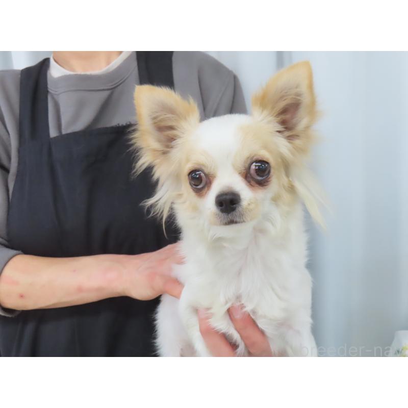 ビアンコちゃん1枚目