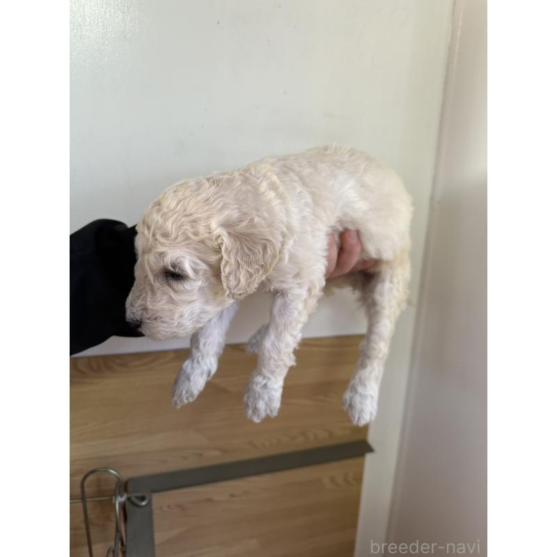 販売中の茨城県のスタンダードプードル-438602の3枚目