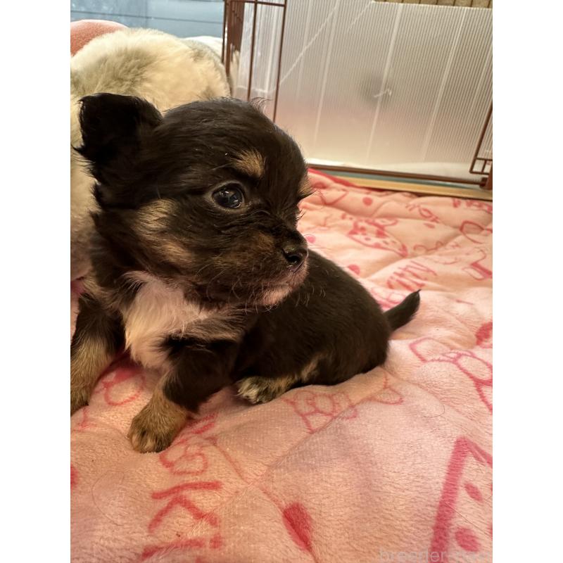 販売中の山形県のチワワ(ロングコート)-437244の10枚目