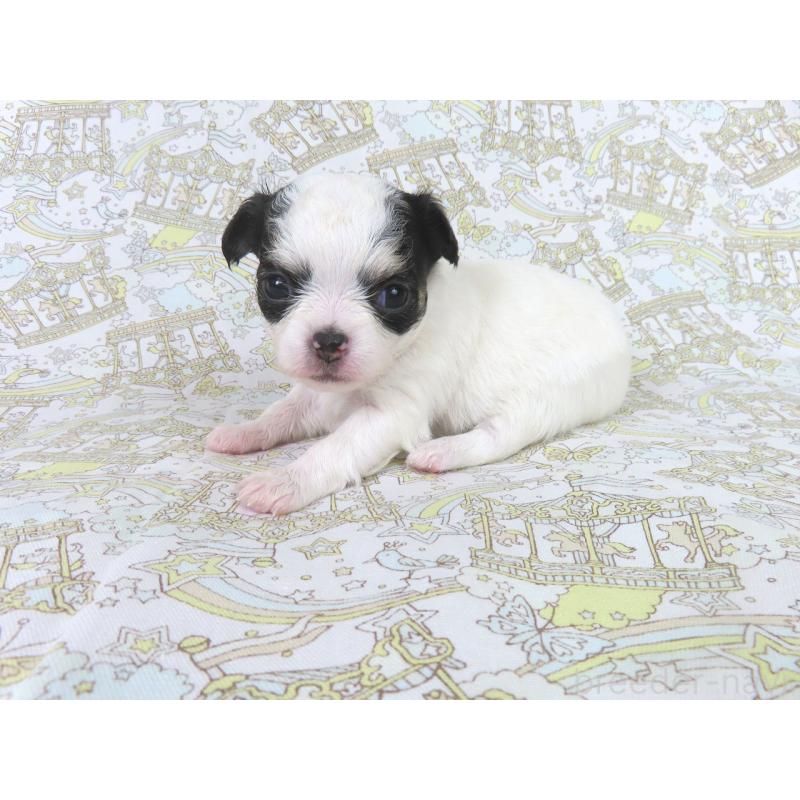 販売中の千葉県のチワワ(ロングコート)-438603の4枚目