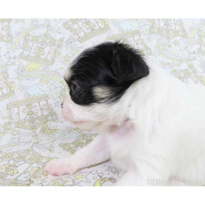 販売中の千葉県のチワワ(ロングコート)-438603の3枚目