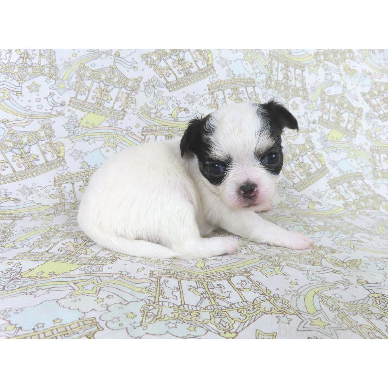 販売中の千葉県のチワワ(ロングコート)-438603の2枚目