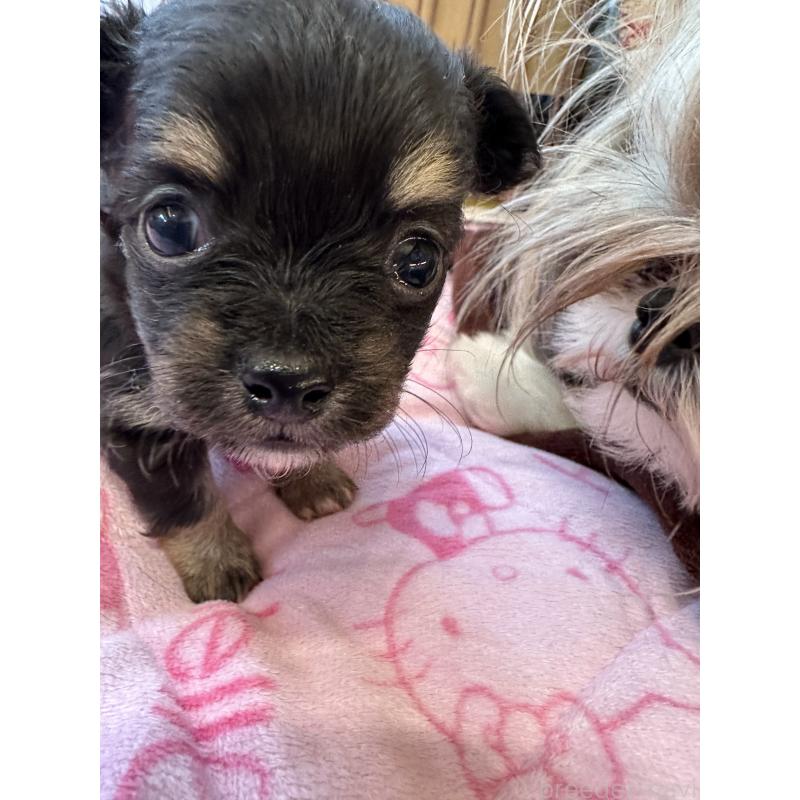 販売中の山形県のチワワ(ロングコート)-437244の7枚目