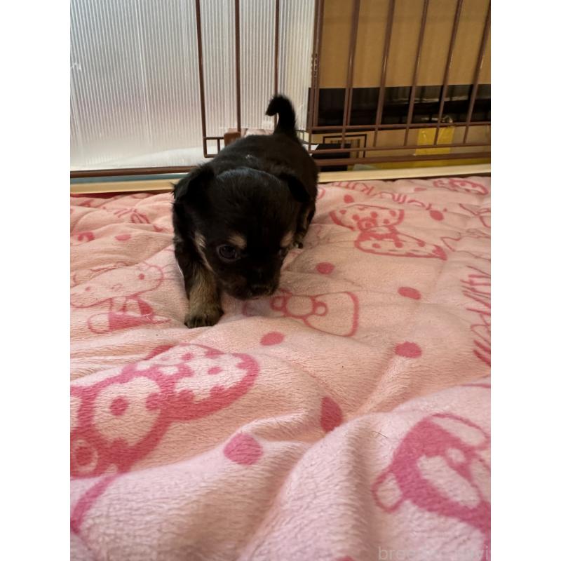 販売中の山形県のチワワ(ロングコート)-437244の6枚目