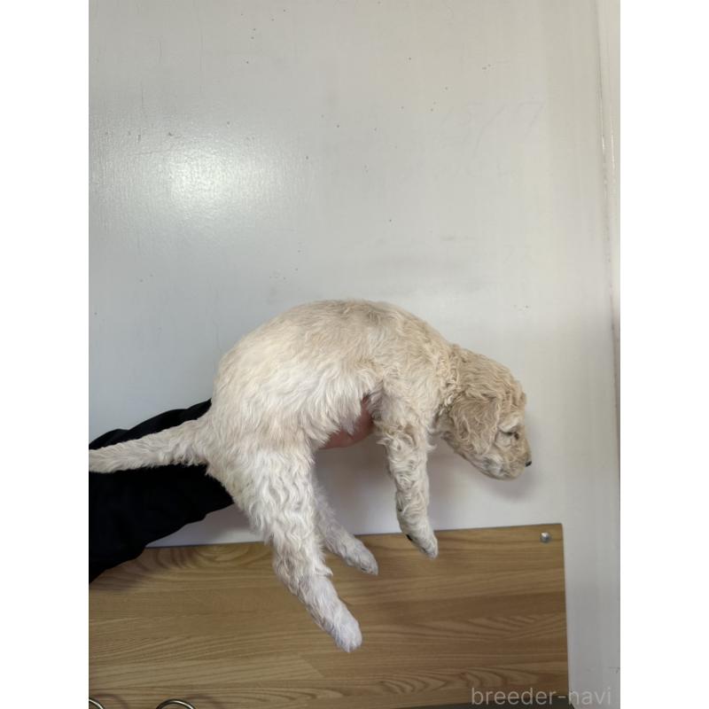 販売中の茨城県のスタンダードプードル-438604の2枚目