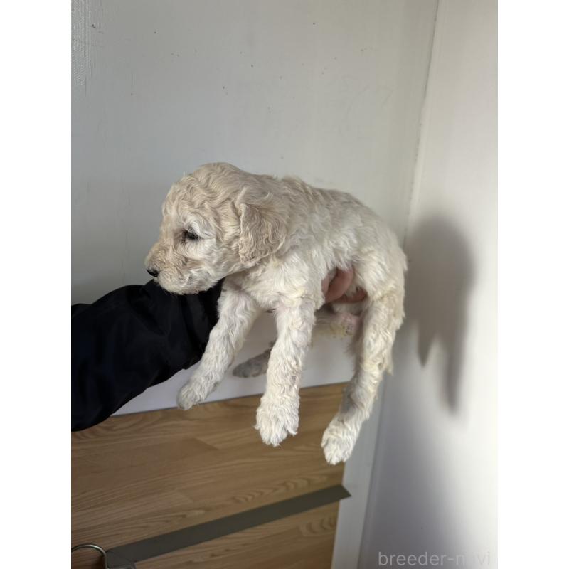 販売中の茨城県のスタンダードプードル-438605の3枚目