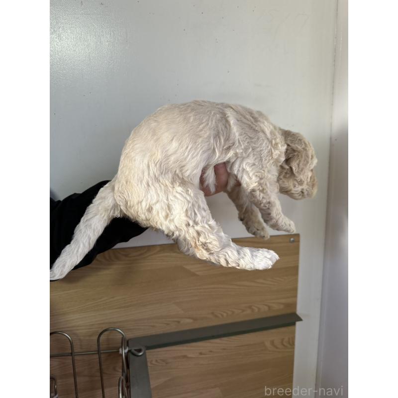 販売中の茨城県のスタンダードプードル-438605の2枚目