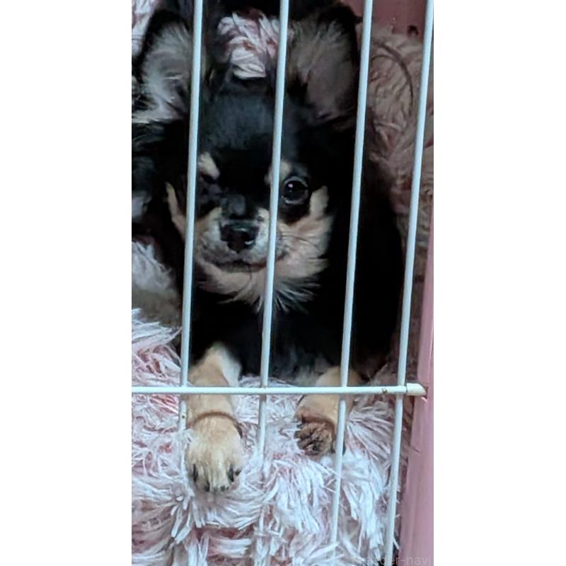 販売中の新潟県のチワワ(ロングコート)-431353の2枚目