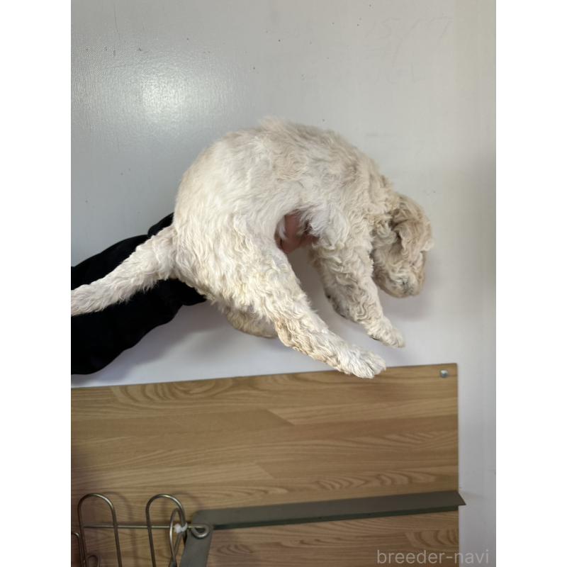 販売中の茨城県のスタンダードプードル-438606の2枚目