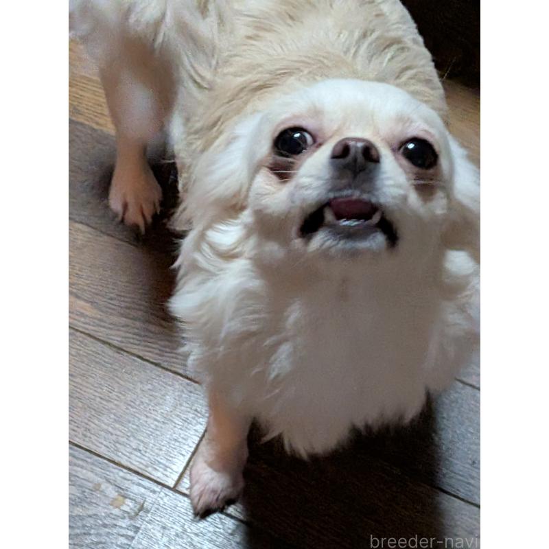 販売中の新潟県のチワワ(ロングコート)-431404の3枚目