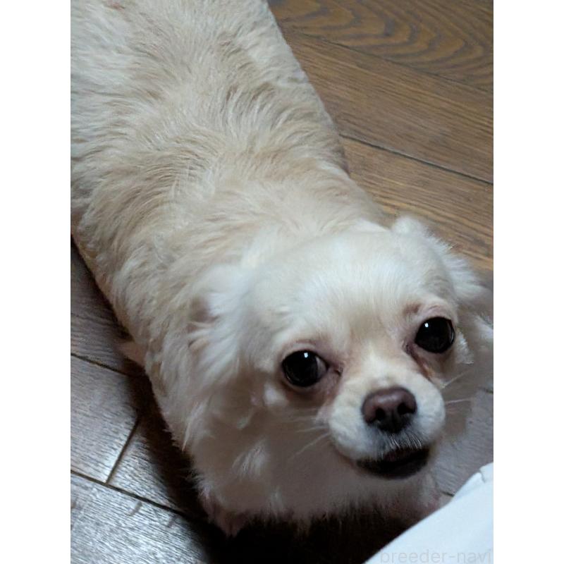 販売中の新潟県のチワワ(ロングコート)-431404の2枚目