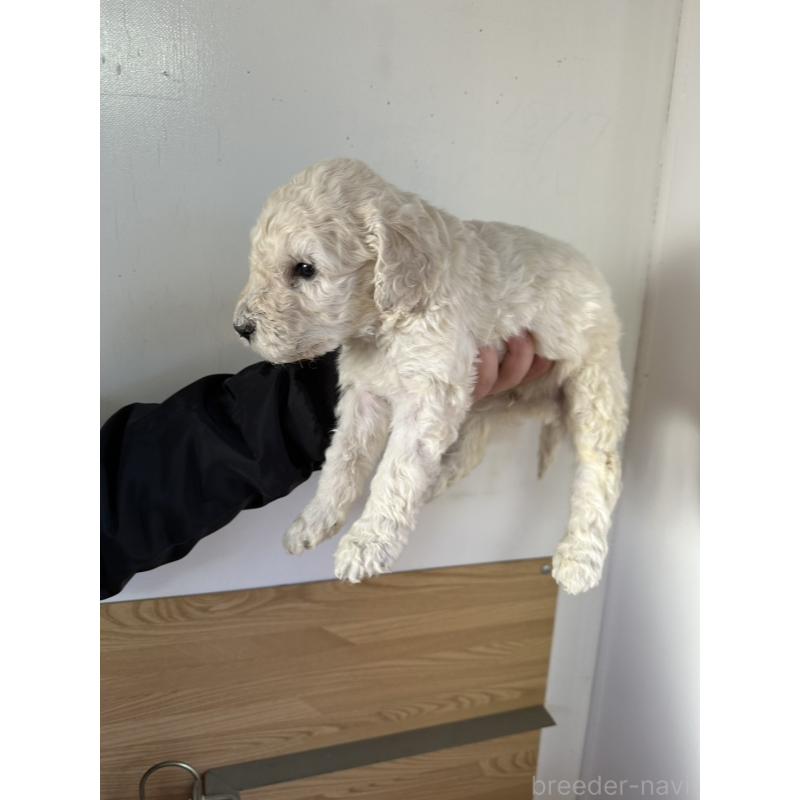 販売中の茨城県のスタンダードプードル-438607の3枚目