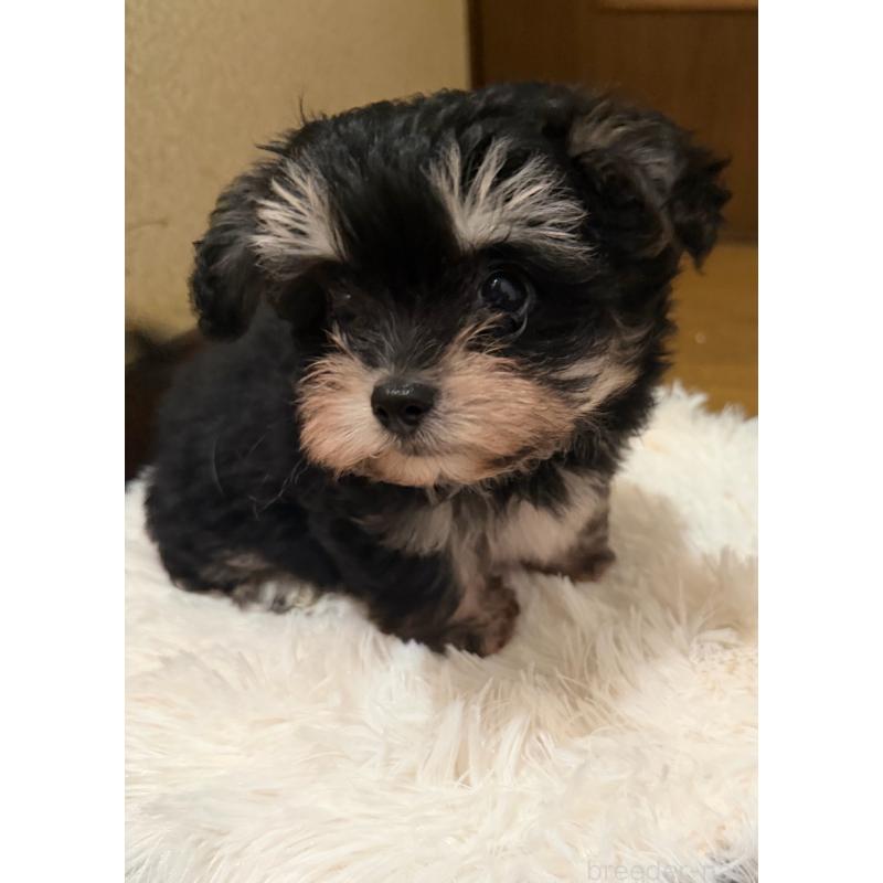 販売中の茨城県のチワプー:チワワ×トイプードル-438608の2枚目