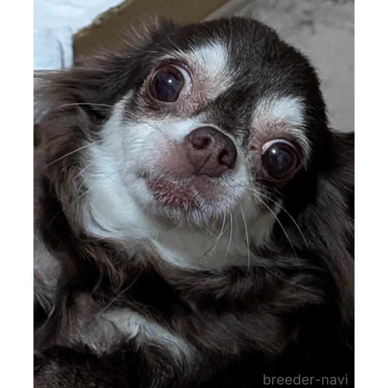 販売中の新潟県のチワワ(ロングコート)-431449の2枚目