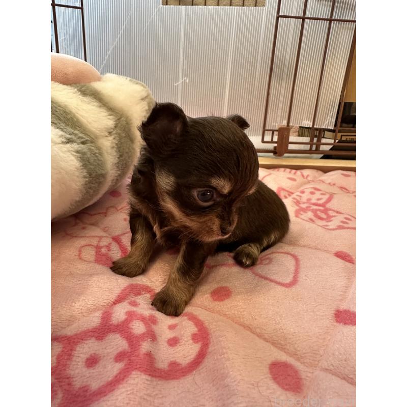 販売中の山形県のチワワ(ロングコート)-437240の11枚目