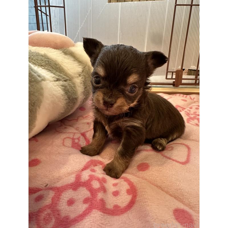 販売中の山形県のチワワ(ロングコート)-437240の10枚目