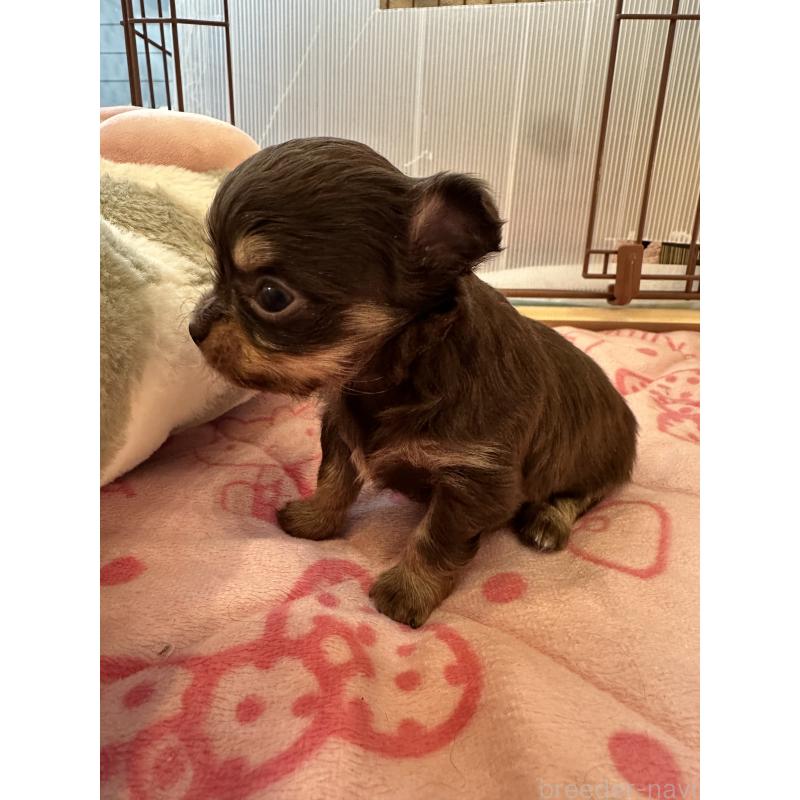 販売中の山形県のチワワ(ロングコート)-437240の9枚目