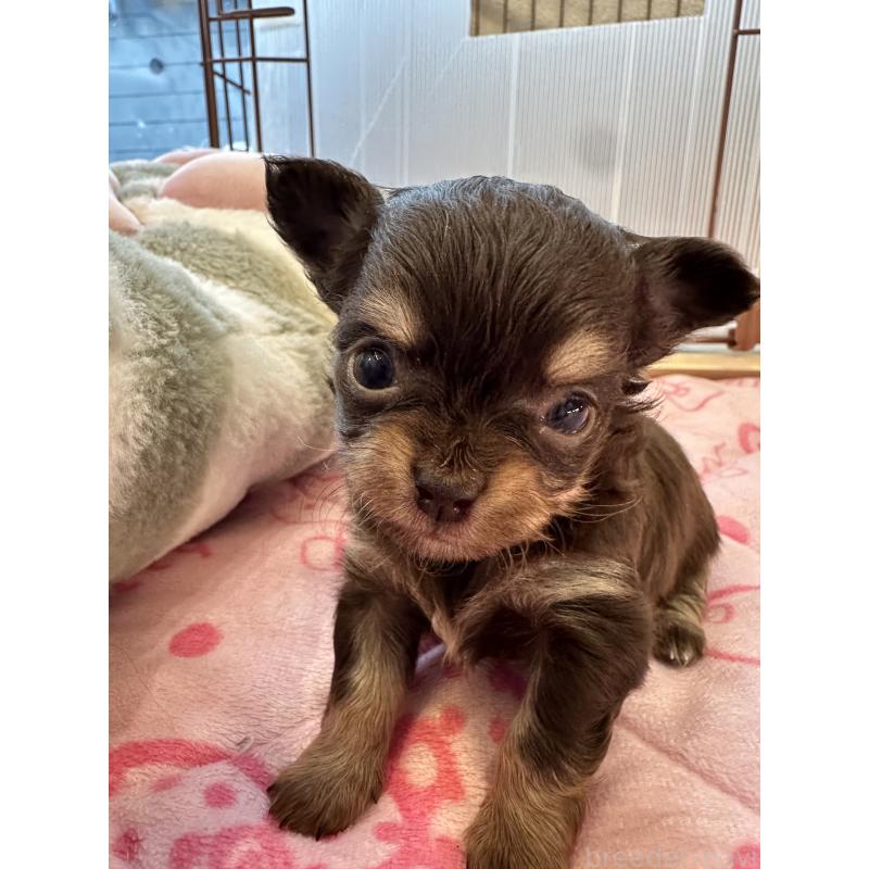 販売中の山形県のチワワ(ロングコート)-437240の8枚目