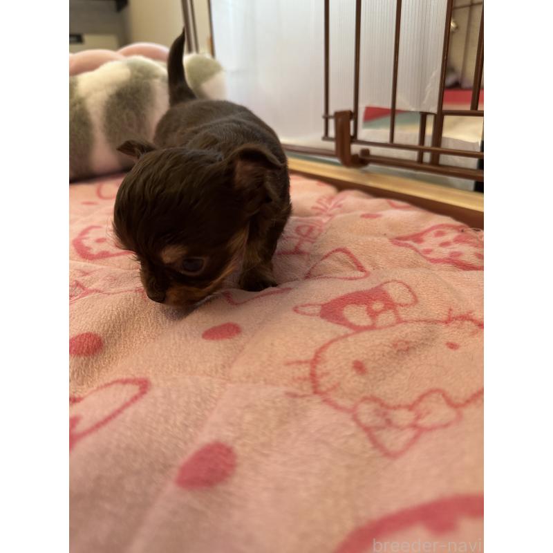 販売中の山形県のチワワ(ロングコート)-437240の7枚目