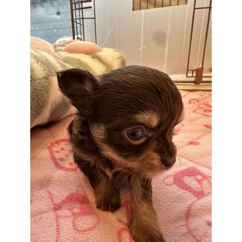 販売中の山形県のチワワ(ロングコート)-437240の6枚目