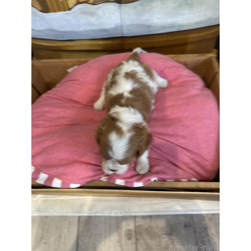 販売中の埼玉県のキャバリアキングチャールズスパニエル-438609の6枚目