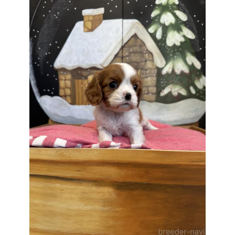 販売中の埼玉県のキャバリアキングチャールズスパニエル-438609の5枚目