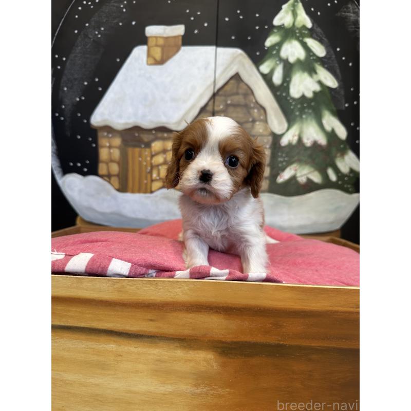 販売中の埼玉県のキャバリアキングチャールズスパニエル-438609の4枚目