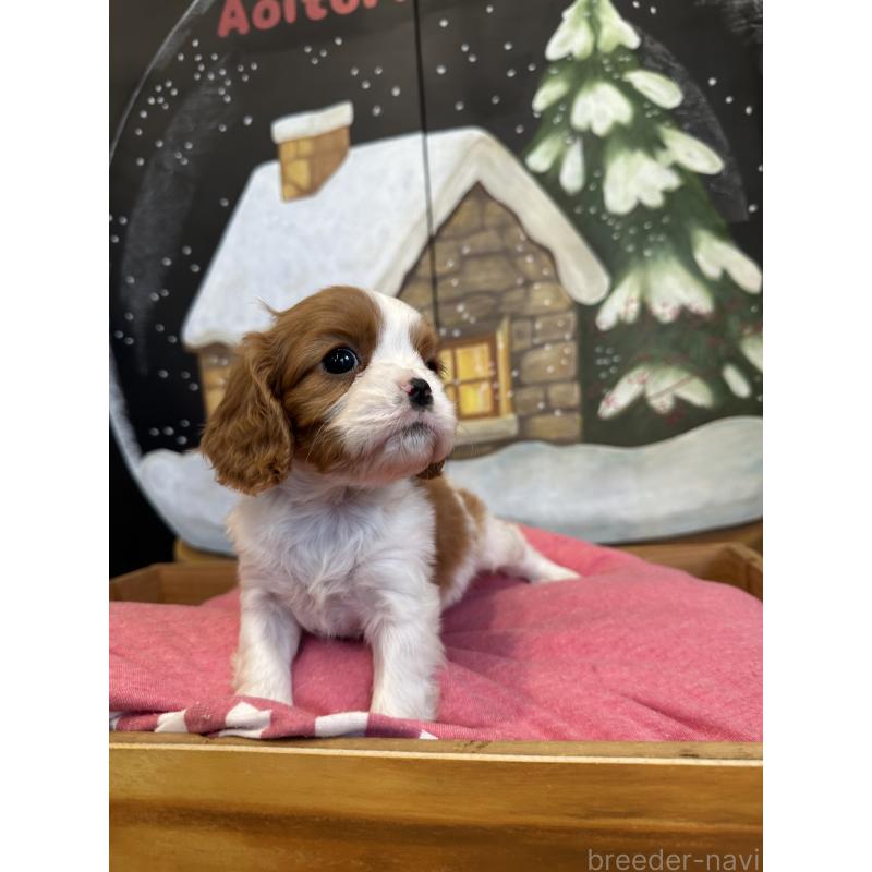 販売中の埼玉県のキャバリアキングチャールズスパニエル-438609の3枚目