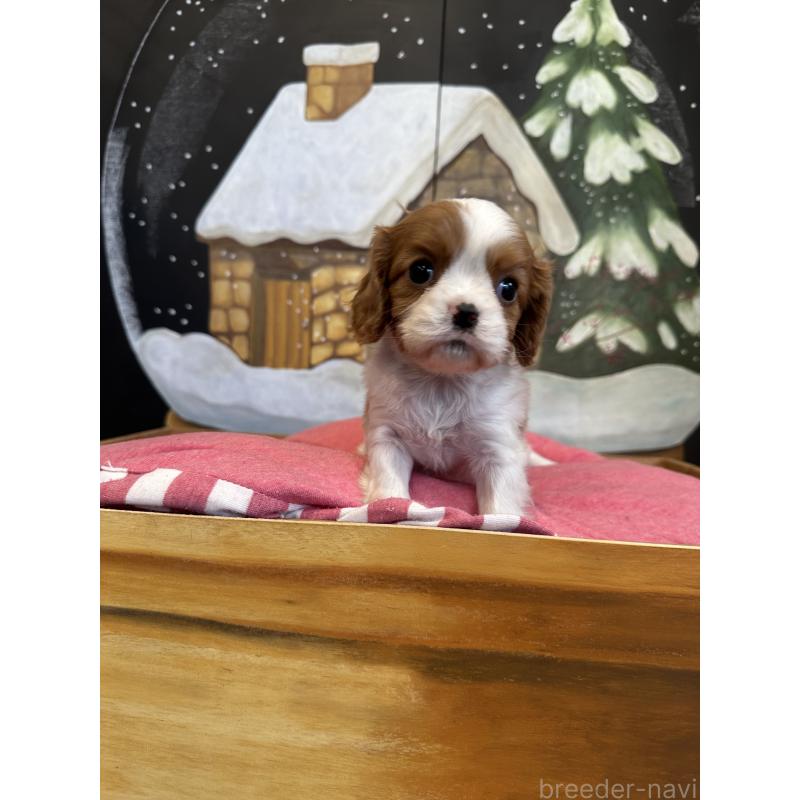 販売中の埼玉県のキャバリアキングチャールズスパニエル-438609の2枚目