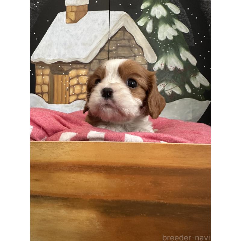 販売中の埼玉県のキャバリアキングチャールズスパニエル-438610の5枚目