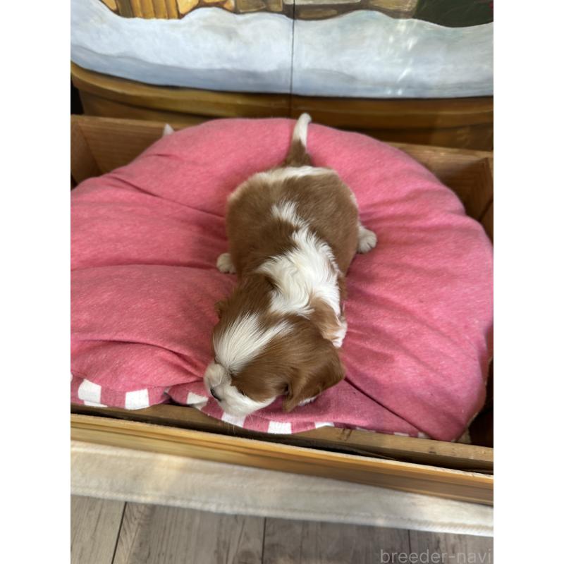 販売中の埼玉県のキャバリアキングチャールズスパニエル-438610の4枚目