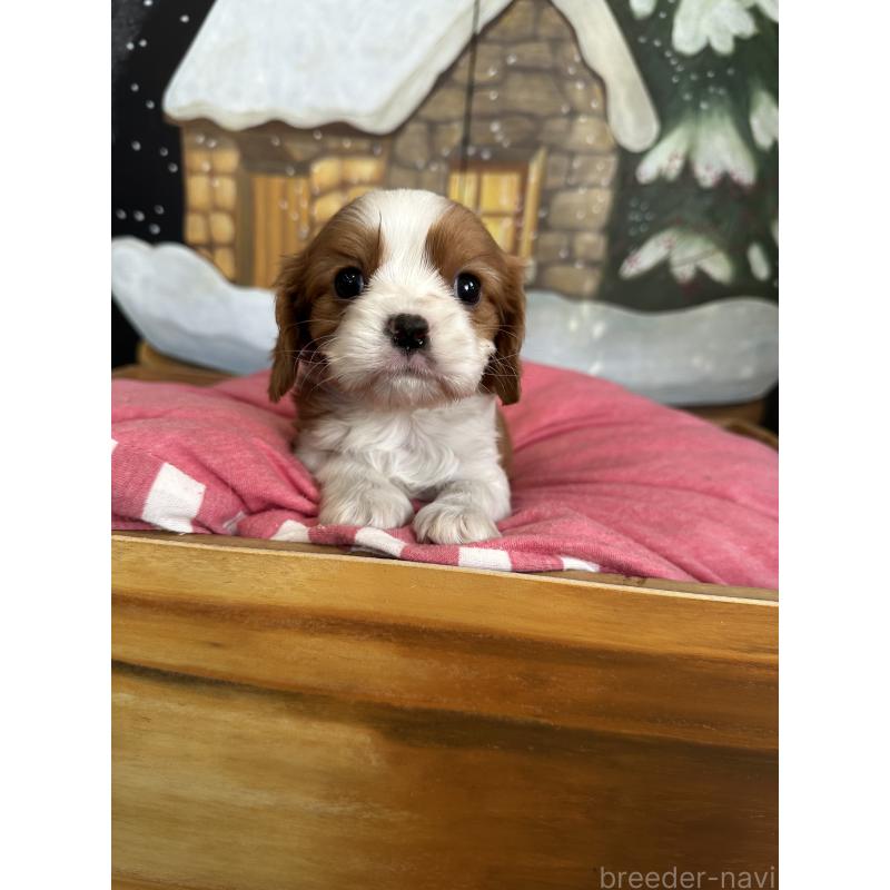 販売中の埼玉県のキャバリアキングチャールズスパニエル-438610の3枚目