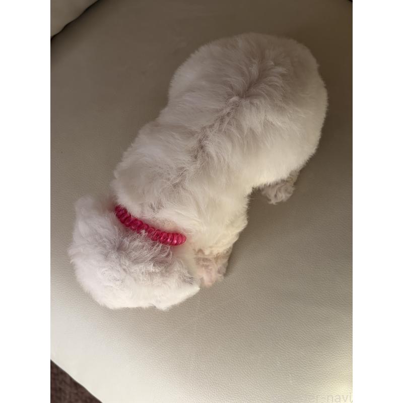 成約済の滋賀県のビションフリーゼ-434555の7枚目