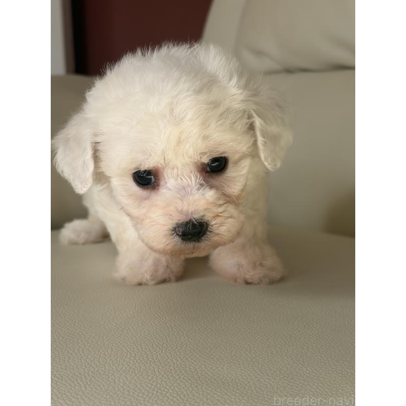 成約済の滋賀県のビションフリーゼ-434555の6枚目