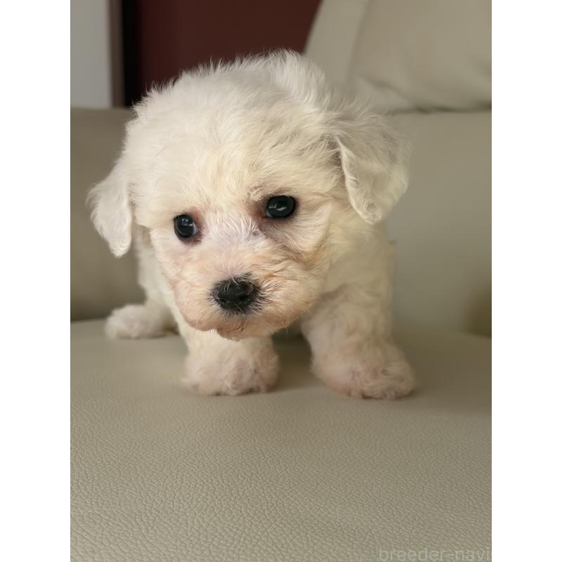 成約済の滋賀県のビションフリーゼ-434555の5枚目