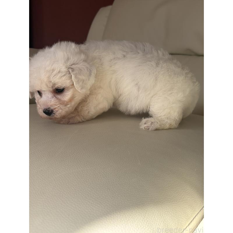 成約済の滋賀県のビションフリーゼ-434555の4枚目