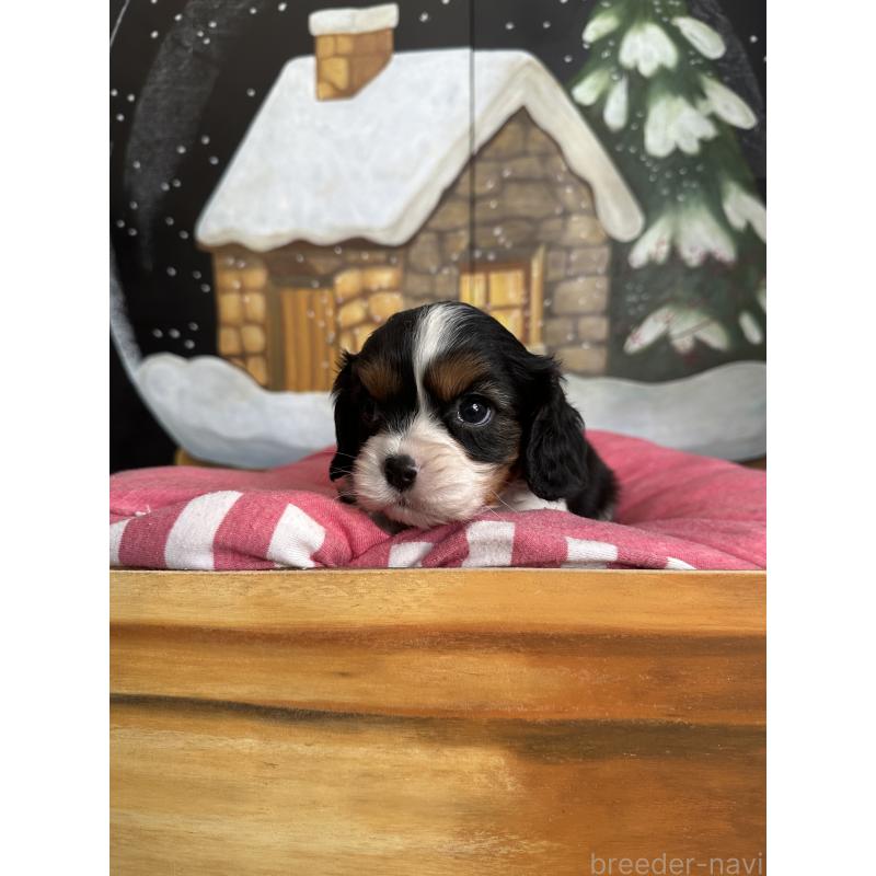 販売中の埼玉県のキャバリアキングチャールズスパニエル-438611の2枚目