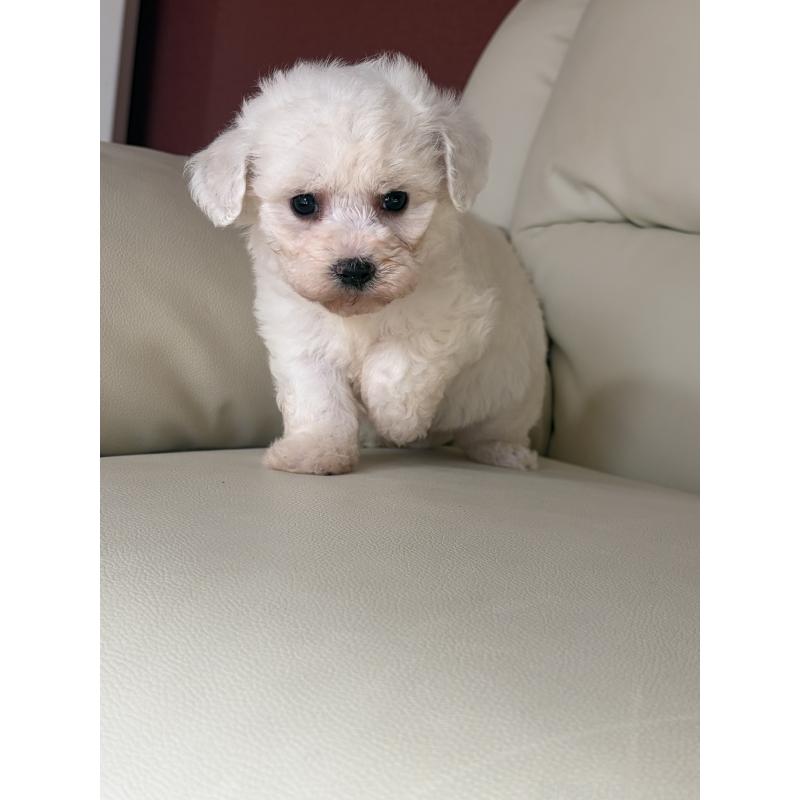 成約済の滋賀県のビションフリーゼ-434555の3枚目