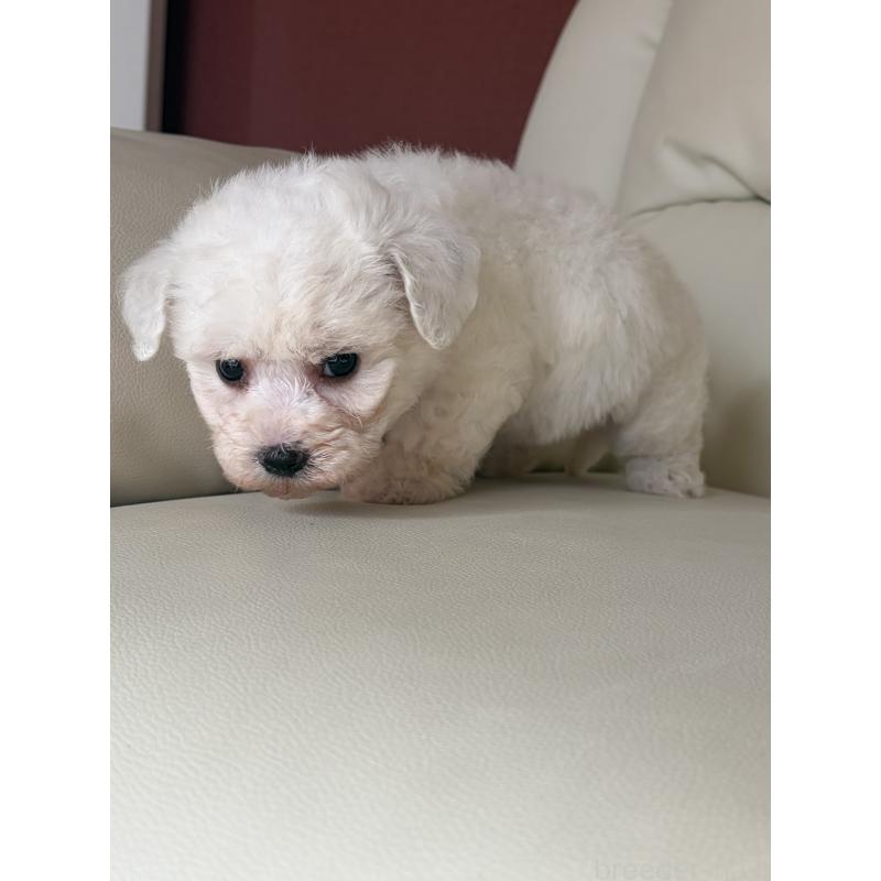 成約済の滋賀県のビションフリーゼ-434555の2枚目