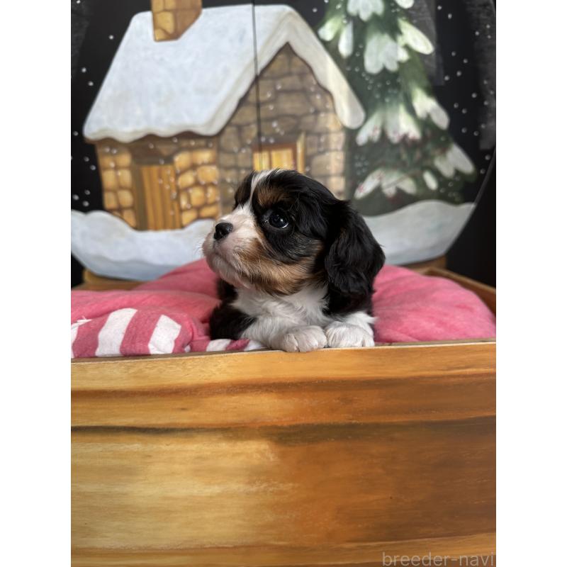 販売中の埼玉県のキャバリアキングチャールズスパニエル-438612の4枚目